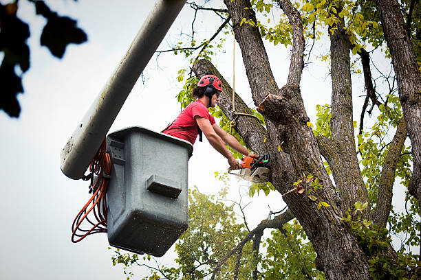 Best Stump Grinding and Removal  in Mobile, AL