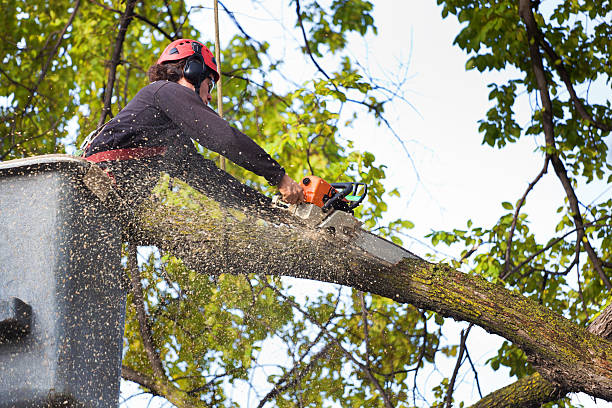 How Our Tree Care Process Works  in Mobile, AL