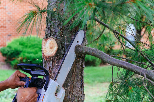 Best Tree Trimming and Pruning  in Mobile, AL